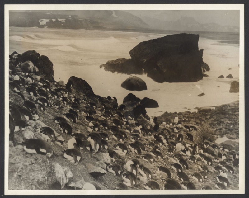 THE B.A.N.Z. ANTARCTIC EXPEDITION: Official original photograph by Captain Frank Hurley: Image A36 - Title: Weathering Out a Gale, with official "MAWSON ANTARCTIC EXPEDITION" handstamp and release date "TUESDAY APR. 15, 1930" verso, together with the offi