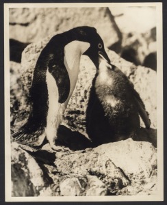 THE B.A.N.Z. ANTARCTIC EXPEDITION: Official original photograph by Captain Frank Hurley: Image B26 - Title: Feeding Baby, with official "MAWSON ANTARCTIC EXPEDITION" handstamp and release date "TUESDAY JUN. 2, 1931" verso, together with the official lette