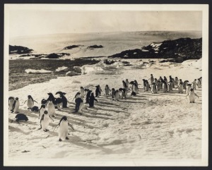 THE B.A.N.Z. ANTARCTIC EXPEDITION: Official original photograph by Captain Frank Hurley: Image B31 - Title: Summertime in King George Fifth Land, with official "MAWSON ANTARCTIC EXPEDITION" handstamp and release date "TUESDAY JUN. 2, 1931" verso, together