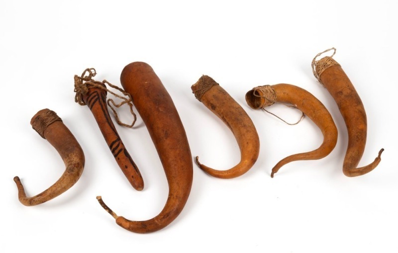 Six penis gourds, West Papua New Guinea origin, the largest 32cm long