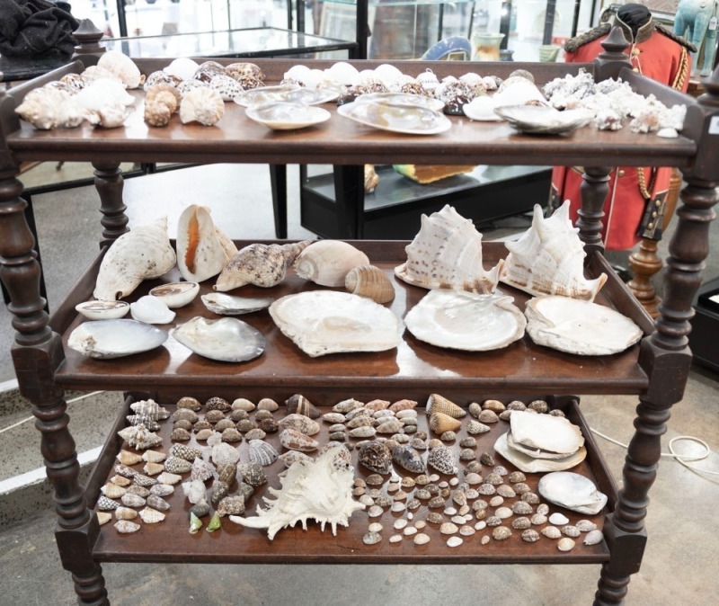 An impressive collection of seashells of various forms, Papua New Guinea origin