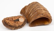 An antique Scottish rams horn tobacco box, 19th century, 9cm high - 4