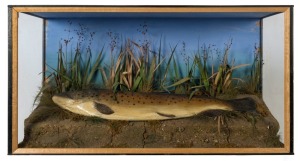 TROUT taxidermy display in case, 19th/20th century,&nbsp;