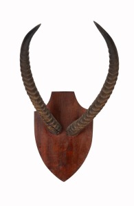 Gazelle horns mounted on timber shield, ​​​​​​​76 x 39cm wide overall