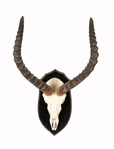 Impala horns mounted on timber board, ​​​​​​​64 x 39cm overall