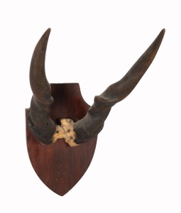 Eland horns mounted on timber board, bearing notation verso, ​​​​​​​70 x 35cm overall