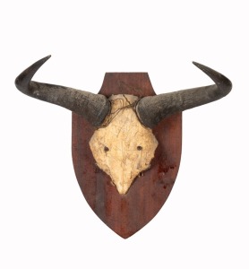 Blue Wildebeest horns and skull plate mounted on timber board, ​​​​​​​47 x 53cm overall