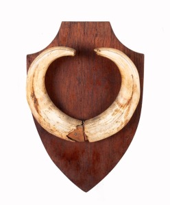 Boar tusks of impressive proportions, mounted on timber board, ​​​​​​​33 x 22cm overall