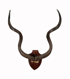 Kudu mounted horns on timber shield, 118 x 95cm overall