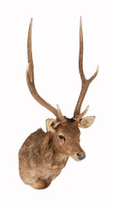 A taxidermy&nbsp;shoulder mount samba deer, 120 x 50cm overall