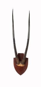 Ibis horns mounted on timber shield, 120 x 27cm overall