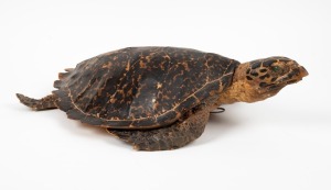 A taxidermy sea turtle, early to mid 20th century, ​​​​​​​57cm long