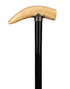 An antique walking stick with hippopotamus tooth handle, silver collar and ebony shaft, (no ferrule), 19th century, 90cm high