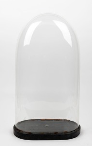 245 · An antique French oval glass dome on ebonized base, 19th century, 64cm high overall, the dome 33cm wide, 18cm deep