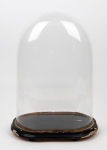247 · An antique French oval glass dome on ebonized base, 19th century, 53cm high overall, the dome 48cm high, 33cm wide, 19cm deep