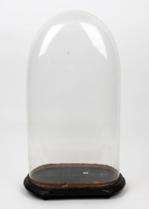 An antique French oval glass dome on ebonized base, 19th century, 54cm high overall, the dome 50cm high, 27cm wide, 15cm deep