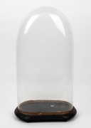 An antique French oval glass dome on ebonized base, 19th century, 54cm high overall, the&nbsp;dome 50cm high, 27cm wide, 15cm deep