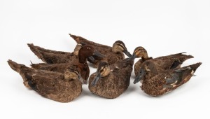 Seven taxidermy decoy ducks with lead weight line,