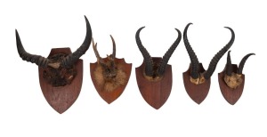 Group of five mounted horns on timber shields, ​​​​​​​th largest 40cm wide