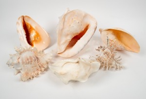 Six assorted seashells, ​​​​​​​the largest 29cm wide