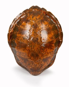 A vintage sea turtle shell, ​​​​​​​62cm long