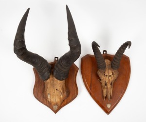 Two skull and horn trophies mounted on hardwood shield backs with silvered applied plaques, mid 20th century, (2 items), the larger 49cm high