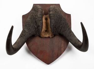 Wildebeest horns and skull plate mounted on timber board, ​​​​​​​41 x 48cm overall