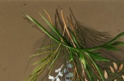 MARIAN ELLIS (ELLIS) ROWAN (1848-1922), (untitled wildflowers), watercolor and gouache, signed lower right "Ellis Rowan, 1880", 50 x 35cm, 70 x 55cm overall - 3