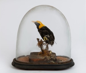 An antique glass dome with bird, 19th century, 33cm high