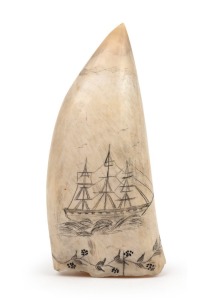 A scrimshaw whale's tooth engraved with tallship and floral border, 15cm long
