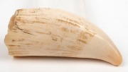 A scrimshaw whale's tooth engraved with whaling scene, 13cm long - 2