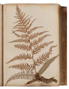 "NEW ZEALAND FERNS" by ERIC CRAIG, circa 1880. A stunning tome of pressed New Zealand fern specimens attractively displayed and captioned. Title page includes Maori cartes-de-visite portraits and lithograph view "SCENE IN TIKITAPU BUSH NEAR OHINEMUTU". Re - 2