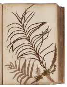 "NEW ZEALAND FERNS" by ERIC CRAIG, circa 1880. A stunning tome of pressed New Zealand fern specimens attractively displayed and captioned. Title page includes Maori cartes-de-visite portraits and lithograph view "SCENE IN TIKITAPU BUSH NEAR OHINEMUTU". Re - 3