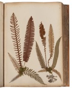 "NEW ZEALAND FERNS" by ERIC CRAIG, circa 1880. A stunning tome of pressed New Zealand fern specimens attractively displayed and captioned. Title page includes Maori cartes-de-visite portraits and lithograph view "SCENE IN TIKITAPU BUSH NEAR OHINEMUTU". Re - 4