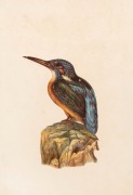 E.M. LANCASTER, sixteen&nbsp;watercolours&nbsp;or pencil drawings of Australian and English flora and fauna (c.1884-1904) with two photographs of the artist. Painted on or affixed to album pages, each approx. 35.5 x 26cm, with&nbsp;childish scribbling to backs of some p - 6