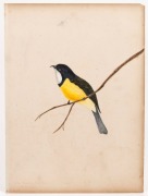 E.M. LANCASTER, sixteen&nbsp;watercolours&nbsp;or pencil drawings of Australian and English flora and fauna (c.1884-1904) with two photographs of the artist. Painted on or affixed to album pages, each approx. 35.5 x 26cm, with&nbsp;childish scribbling to backs of some p - 3