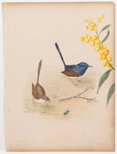 E.M. LANCASTER, sixteen watercolours or pencil drawings of Australian and English flora and fauna (c.1884-1904) with two photographs of the artist. Painted on or affixed to album pages, each approx. 35.5 x 26cm, with childish scribbling to backs of some p