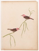 E.M. LANCASTER, sixteen&nbsp;watercolours&nbsp;or pencil drawings of Australian and English flora and fauna (c.1884-1904) with two photographs of the artist. Painted on or affixed to album pages, each approx. 35.5 x 26cm, with&nbsp;childish scribbling to backs of some p - 5