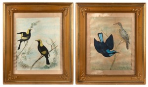 PERCY SMITH, I.) Regent Bowerbird, II.) Blue Bowerbird, watercolours, one signed lower right "Percy Smith", 42 x 35cm each, 56 x 66cm each overall