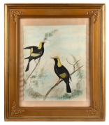 PERCY SMITH, I.) Regent Bowerbird, II.) Blue Bowerbird, watercolours, one signed lower right "Percy Smith", 42 x 35cm each, 56 x 66cm each overall - 2
