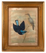 PERCY SMITH, I.) Regent Bowerbird, II.) Blue Bowerbird, watercolours, one signed lower right "Percy Smith", 42 x 35cm each, 56 x 66cm each overall - 3