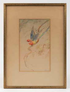 VIOLET ADA BARTLETT (1880-1976), (rosella with wings aloft), watercolour, signed lower right "Artzh", 23 x 14cm, 38 x 28cm overall