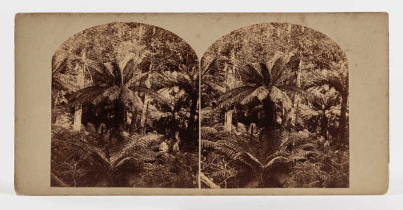 MORTON ALLPORT (1830-1878), group of three stereoview cards with pairs of albumen paper prints, circa 1860s, each annotated verso: I.) "Fern Trees - near Hobart Town. M. Allport" II.) "Forest Road, Mt. Wellington, Tasmania. Uncle Allport" III.) "Fern Tree