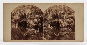 MORTON ALLPORT (1830-1878), group of three stereoview cards with pairs of albumen paper prints, circa 1860s, each annotated verso: I.) "Fern Trees - near Hobart Town. M. Allport" II.) "Forest Road, Mt. Wellington, Tasmania. Uncle Allport" III.) "Fern Tree Gully near Huon Road."