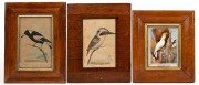 JOHN MITCHELL CANTLE&nbsp;(1849-1919), I.) Kookaburra, II.) Magpie, watercolours. Together with a watercolour of an Australian Cockatoo by an unknown artist. Postcard size, the largest 23 x 18cm overall