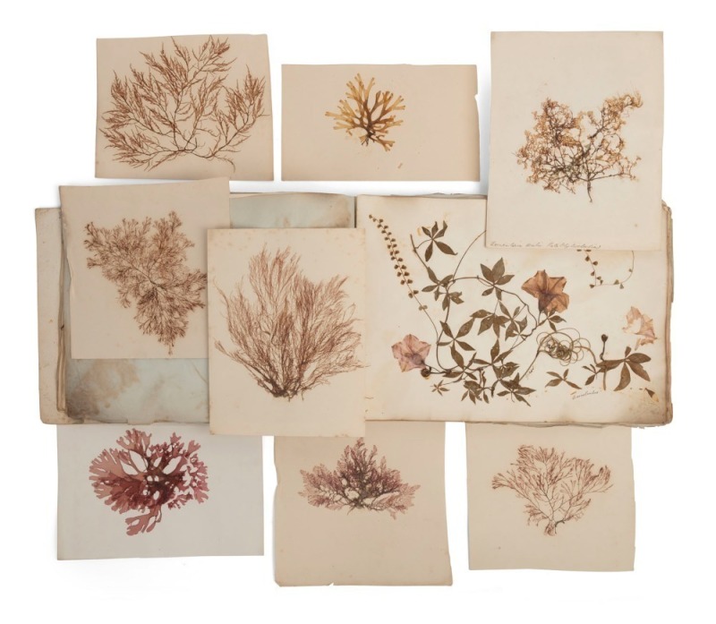 [NATURAL HISTORY], Miss Caswell, Album of pressed ferns, seaweeds & corallines from the Hunter River, N.S.W., 1850s.