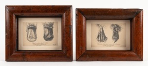 DUCK-BILLED PLATYPUS two anatomical pencil sketches with captions, dated 1855 and signed lower right "A.F.J.", both housed in Australian cedar frames, 20 x 25cm each overall