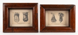 DUCK-BILLED PLATYPUS two anatomical pencil sketches with captions, dated 1855 and signed lower right "A.F.J.", both housed in Australian cedar frames, ​​​​​​​20 x 25cm each overall