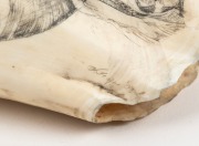 GARY TONKIN&nbsp;scrimshaw whale's tooth engraved with scene of a mother whale and calf, signed lower right "G. TONKIN, '98", ​​​​​​​an impressive 17cm long&nbsp; - 2
