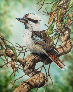 PAUL MARGOCSY (1945 - ), Australian Laughing Kookaburra, watercolour, signed and titled lower right, 34 x 27cm, 62 x 56cm overall